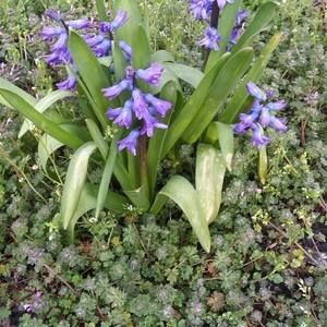 Meet your Posher, Linda